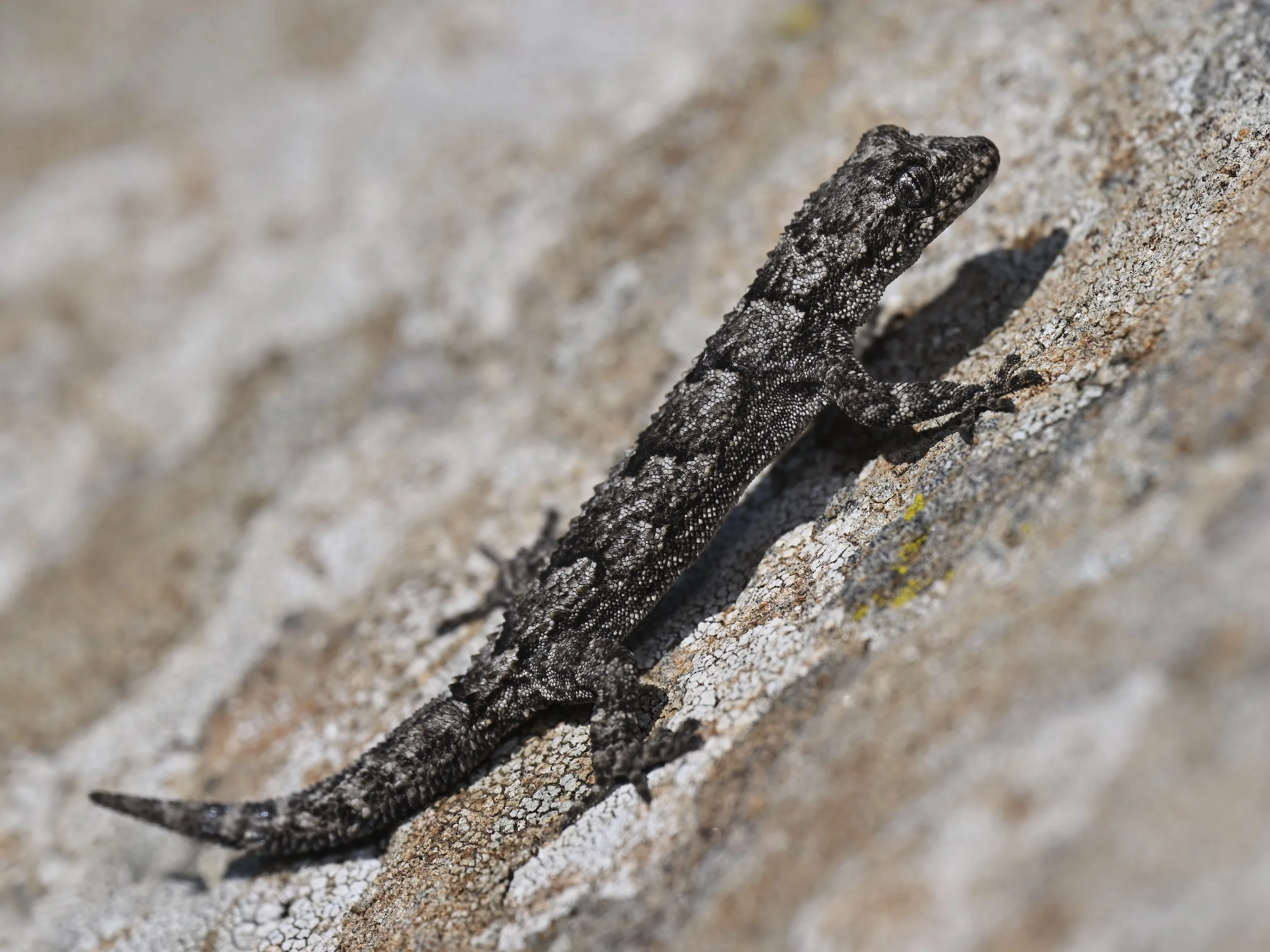 Porno Uzbekiski Sevinch Mominova Katta qora xorozlar Creampie porno